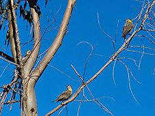Grupo Cerro Místico