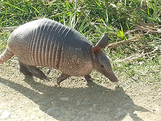 Grupo Cerro Místico