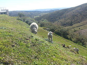 Grupo Cerro Místico