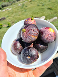 Grupo Cerro Místico