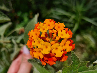 Grupo Cerro Místico