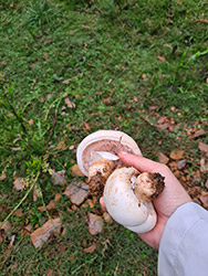 Grupo Cerro Místico