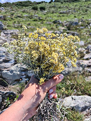 Grupo Cerro Místico