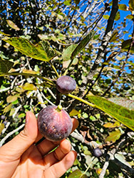 Grupo Cerro Místico