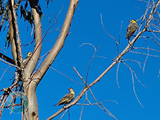 Grupo Cerro Místico
