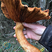 Grupo Cerro Místico