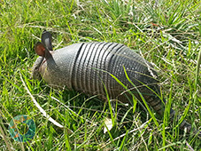 Grupo Cerro Místico