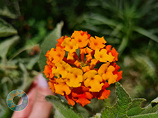 Grupo Cerro Místico