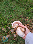 Grupo Cerro Místico