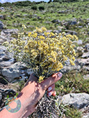 Grupo Cerro Místico